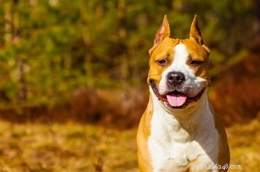 Quali emozioni provano i cani?