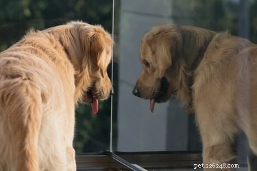 Pourquoi mon chien aboie-t-il devant le miroir ?