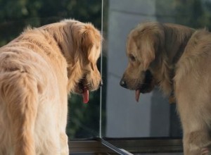 내 개가 거울을 보고 짖는 이유는 무엇입니까?