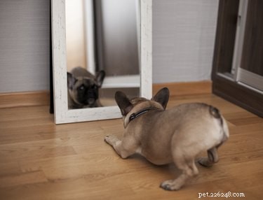 Varför skäller min hund mot spegeln?