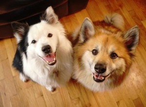 Leren honden gedrag van andere honden?