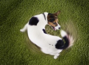 Waarom jagen honden achter hun staart aan?