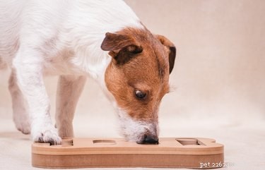 Por que os cães perseguem seus rabos?