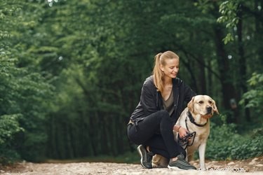 개가 스트레스를 받고 있다는 신호(및 대처 방법)