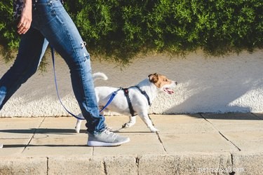 Tekenen dat uw hond gestrest is (en wat u eraan kunt doen)