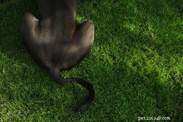 尻尾を振ることは常に犬が幸せであることを意味しますか？ 