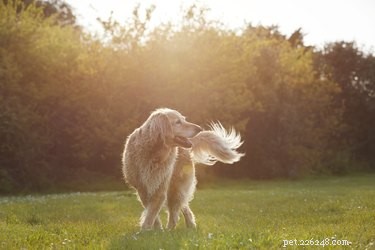 La coda scodinzolante significa sempre che un cane è felice?