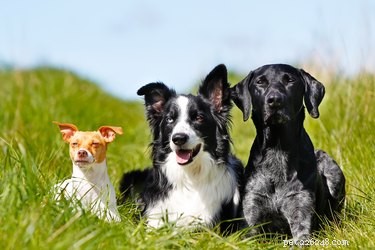 Hur man bevarar freden i ett hushåll med flera hundar