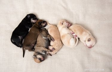 Waarom slapen puppy s in stapels?