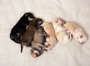 Pourquoi les chiots dorment-ils en tas ?