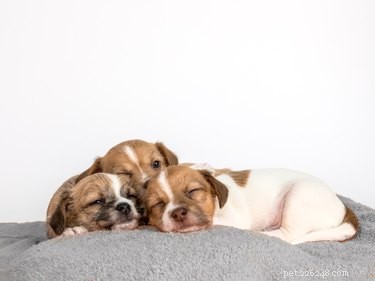 Perché i cuccioli dormono in pile?