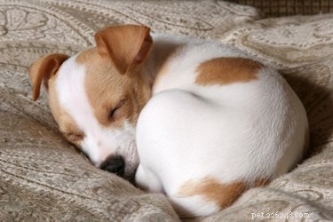 강아지가 엎드려 자는 이유는 무엇입니까?