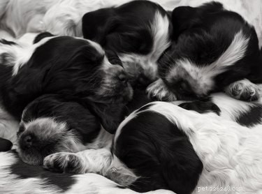 강아지가 엎드려 자는 이유는 무엇입니까?