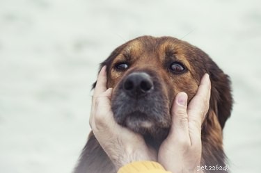 Vad säger din hunds kroppsspråk till dig?