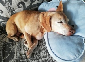 I cani di grossa taglia dormono più dei cani di piccola taglia?