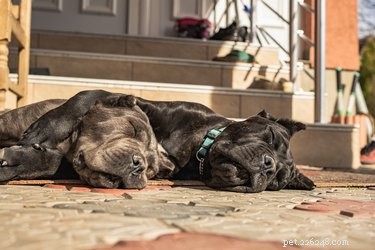 Slapen grote honden meer dan kleine honden?