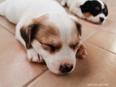 Spí velcí psi více než malí psi?