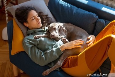 Spí velcí psi více než malí psi?