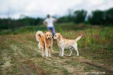 Os cães podem ter melhores amigos?