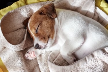 Perché i cani dormono così tanto?