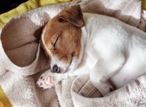 Varför sover hundar så mycket?
