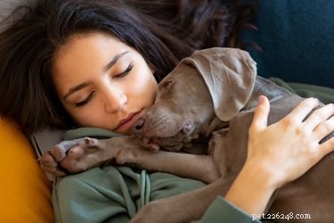 Waarom slapen honden zo veel?