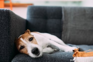 Jak mohu pomoci svému truchlícímu psovi, aby se cítil lépe?