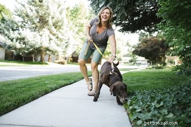 Waarom duurt het zo lang voordat mijn hond poept tijdens wandelingen?