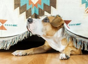 Co mám dělat se svým úzkostným psem, když uspořádám večírek? 