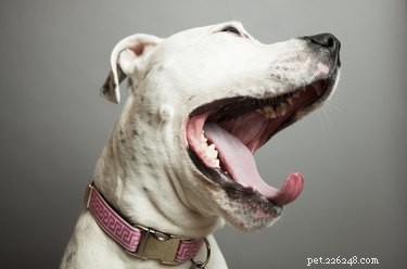 Jaké jsou různé významy psího zívání?