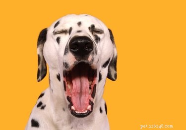 Quais são os diferentes significados de bocejos de cães?