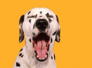 Jaké jsou různé významy psího zívání?