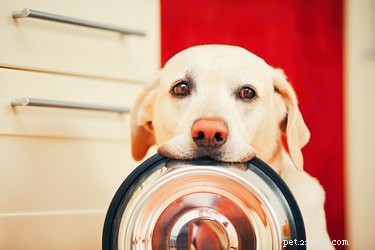 犬が食べ物の周りで行う5つの奇妙なこと 