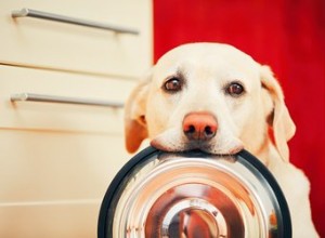 5 cose strane che i cani fanno intorno al cibo