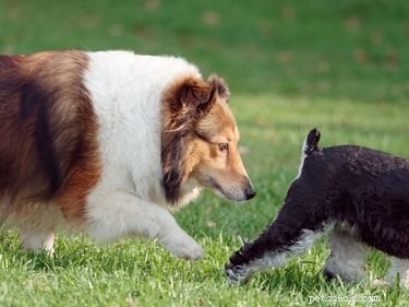 Pourquoi les chiens lèchent-ils les fesses des autres chiens ?