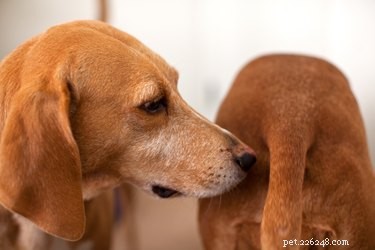 Proč psi olizují zadky jiných psů?