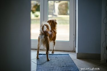 なぜ私の犬は玄関のドアを使い果たしますか？ 