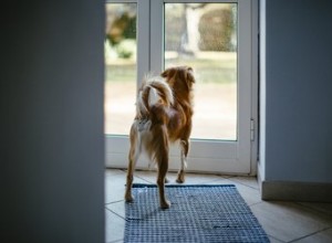 Varför springer min hund ut genom ytterdörren?