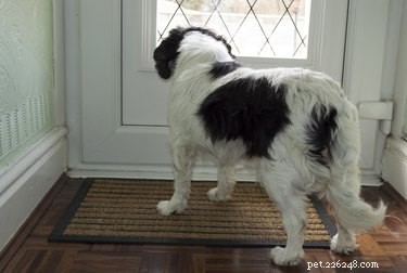 なぜ私の犬は玄関のドアを使い果たしますか？ 
