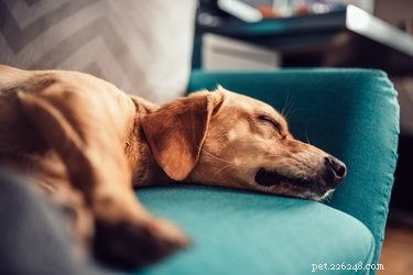 왜 우리 강아지는 잠을 잘 때 경련을 일으키나요?