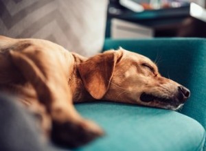 왜 우리 강아지는 잠을 잘 때 경련을 일으키나요?