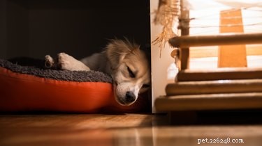 Pourquoi mon chien tremble-t-il pendant son sommeil ?