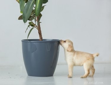 Varför kissar min hund på krukväxter?