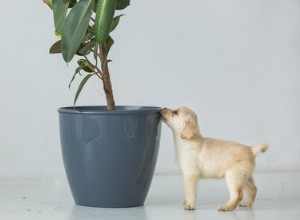 Varför kissar min hund på krukväxter?