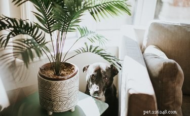 Proč můj pes čůrá pokojové rostliny?