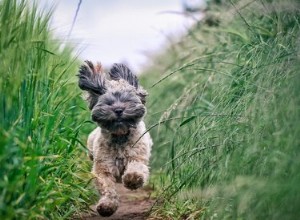 Что такое зуми собаки и чем они вызваны?