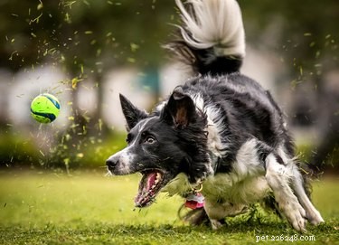 Co jsou psí zoomy a co je způsobuje?