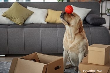 Comment introduire votre chien dans un nouveau foyer