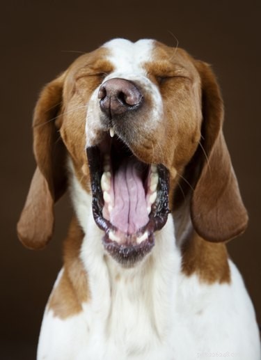 私が犬を撫でると、なぜ私の犬はあくびをするのですか？ 