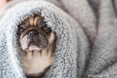 강아지가 담요를 씹는 이유는 무엇입니까?